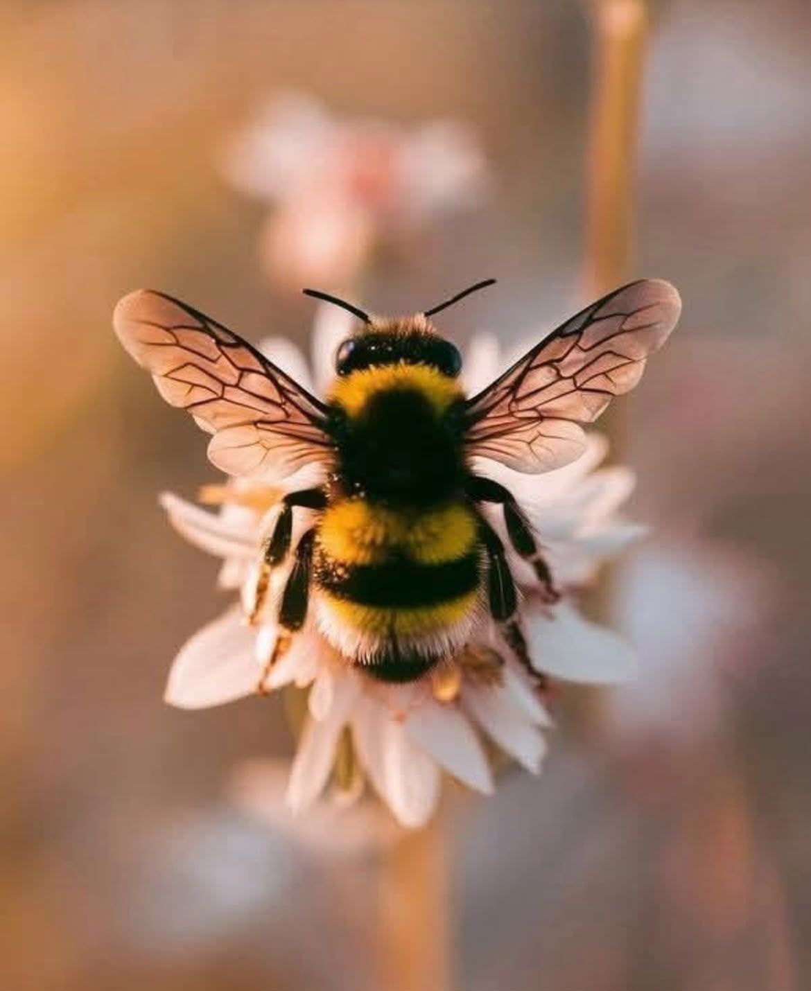 Abelha pousada sobre uma flor branca, em luz suave de fim de tarde
